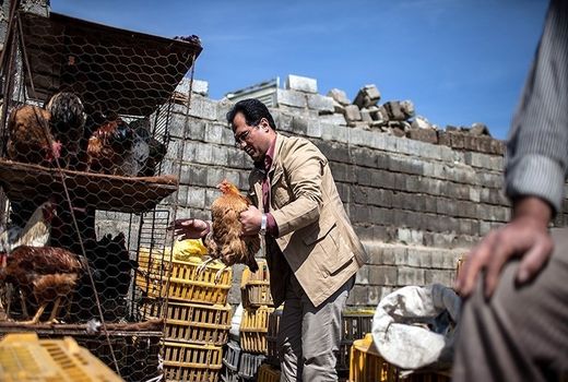 مردم از خرید طیور زنده  و شکار در حیات وحش خودداری کنند 