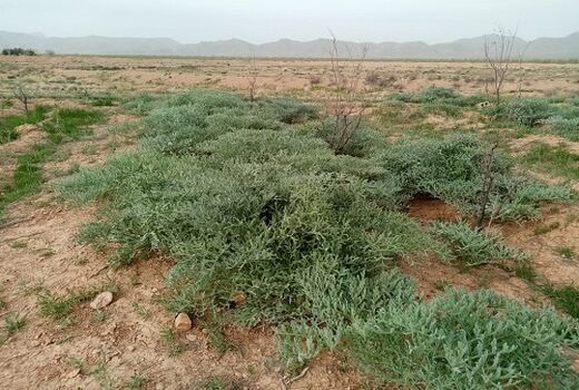 پیش بینی تولید 110 تن صمغ آنغوزه در نی ریز