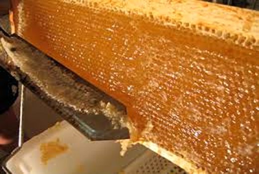 برداشت سالانه ۷۰ تن عسل در ملکشاهی
