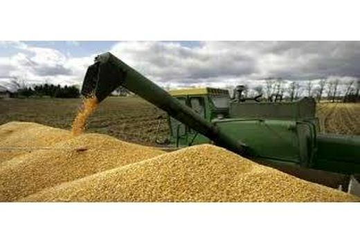 پیش‌بینی خرید تضمینی ۱۰۰ هزار تن گندم در مازندران