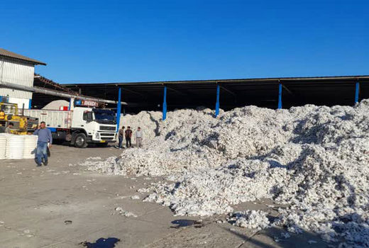 پرداخت بیش از 70 درصد از مطالبات پنبه کاران آذربایجان شرقی