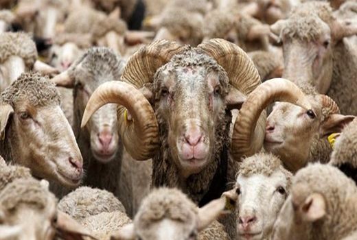 کشف 160 راس احشام قاچاق در ایلام