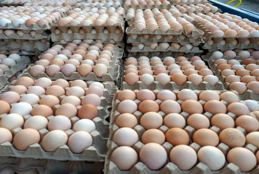 خرید و ذخیره تخم‌مرغ برای حمایت از مرغداران آذربایجان شرقی