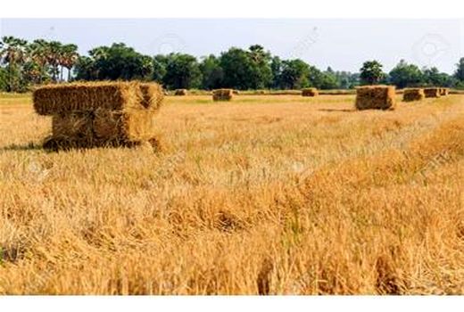 تولید 48 هزار تنی کاه برنج در بهشهر/ درآمد 75 میلیونی در هر هکتار