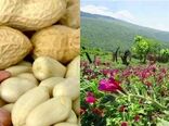 آغاز برداشت گل‌گاو زبان و کاشت بادام‌زمینی در تالش