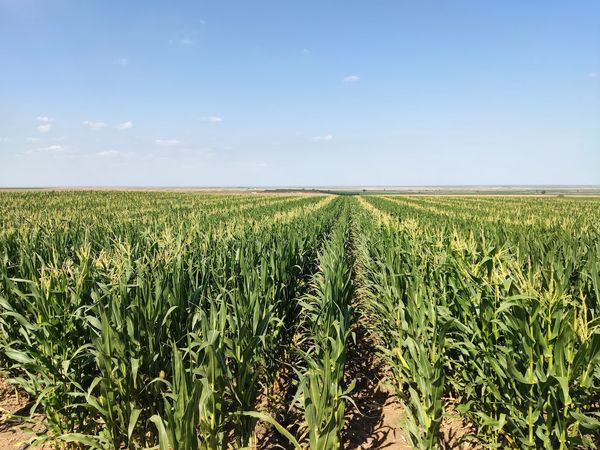 مساحت تولید بذر ذرت امسال به ۲۲۰۰ هکتار کاهش یافت/ پیش‌بینی تولید ۴ هزار تن بذر استاندارد