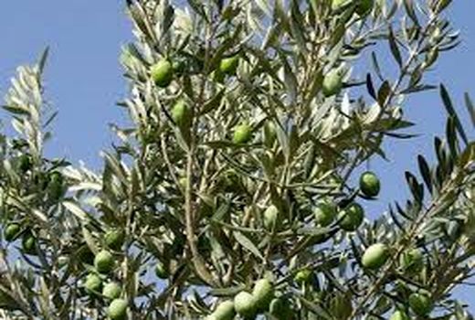 برداشت زیتون در کازرون آغاز شد