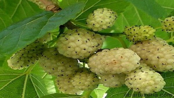 آغاز برداشت توت در خراسان جنوبی
