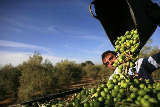 پیش‌بینی تولید ۱۷۹ هزار تن محصولات گرمسیری در سال جاری