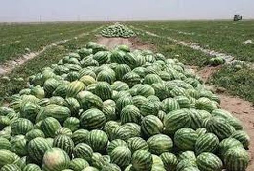  آغاز بــرداشــت صـیـفـی جـات از مـزارع هـنـدیـجـان