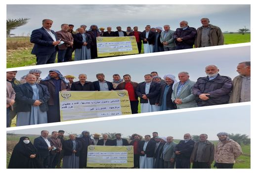 شناسایی و مبارزه با آفات و بیماری های گندم در مزارع اهواز