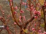 باغداران کردستانی آماده مقابله با سرمازدگی درختان باشند