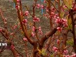 باغداران کردستانی آماده مقابله با سرمازدگی درختان باشند