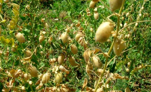 پیش‌بینی برداشت ۲۵۰ تن نخود از مزارع خراسان جنوبی