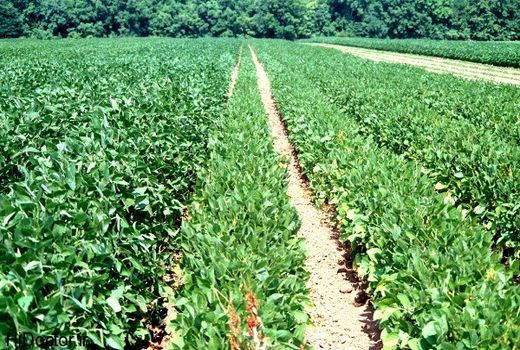 توسعه کشت دانه‌های روغنی در خرمشهر