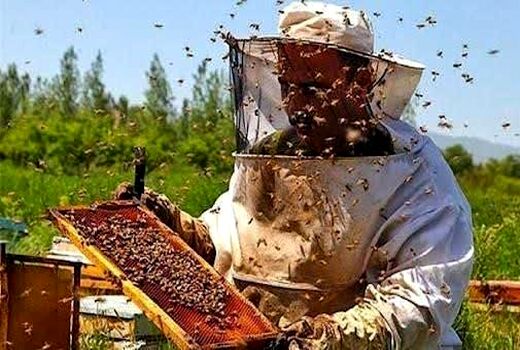 زنبورداری مدرن، راهکاری نوین برای افزایش بهره‌وری و تولید عسل باکیفیت در استان چهارمحال وبختیاری 