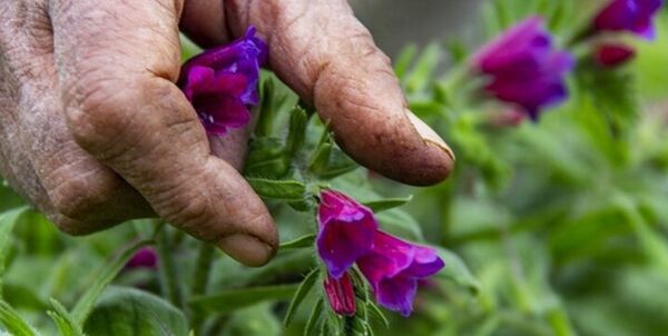 وجود یکهزار گونه گیاهی در ایلام