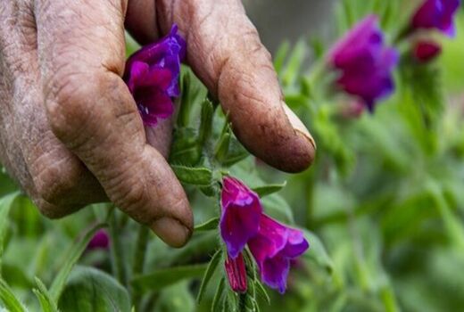وجود یکهزار گونه گیاهی در ایلام