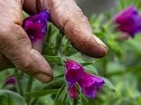 وجود یکهزار گونه گیاهی در ایلام