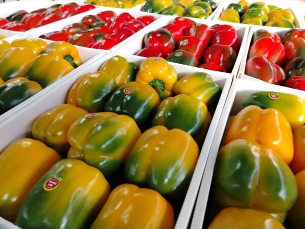باقی‌مانده سموم خط قرمز بازارهای صادراتی سبزیجات گلخانه‌ای