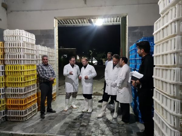 افزایش ۱۰ درصدی تولید گوشت مرغ در مراغه