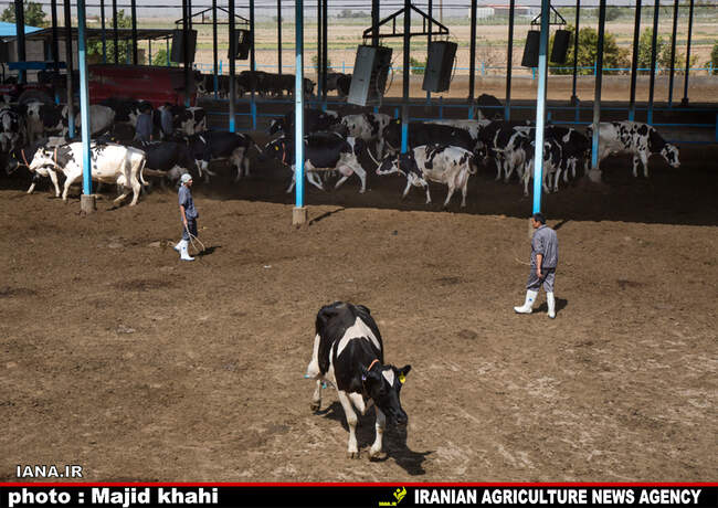 دامپروی