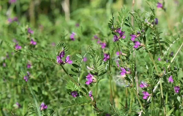 پیش‌بینی برداشت یک هزار و 250 تن ماشک علوفه‌ای از مزارع استان قزوین