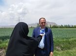 مبارزه با سن مادری گندم در آذربایجان‌غربی به ۱۴۴ هزار هکتار رسید