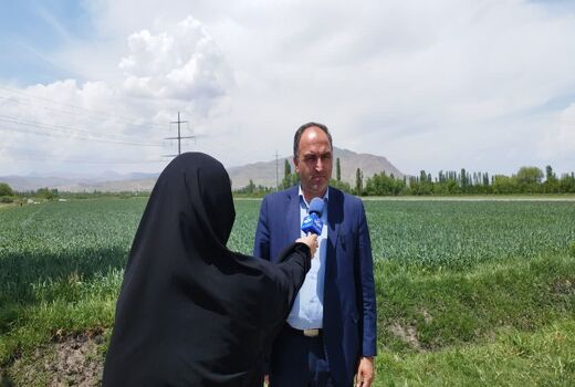 مبارزه با سن مادری گندم در آذربایجان‌غربی به ۱۴۴ هزار هکتار رسید