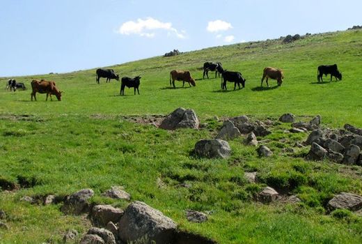  ممیزی مراتع تا پایان برنامه ششم تکمیل می‌شود