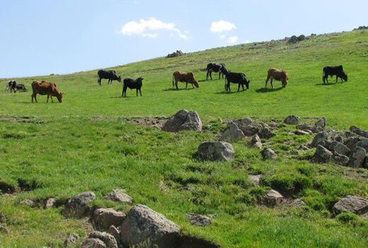  ممیزی مراتع تا پایان برنامه ششم تکمیل می‌شود