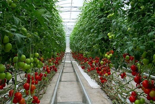 افزایش بهره وری و  پایداری تولید با توسعه کشت های گلخانه ای