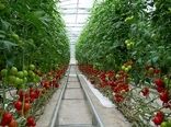 افزایش بهره وری و  پایداری تولید با توسعه کشت های گلخانه ای