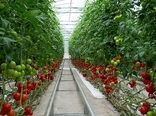 افزایش بهره وری و  پایداری تولید با توسعه کشت های گلخانه ای