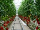 افزایش بهره وری و  پایداری تولید با توسعه کشت های گلخانه ای