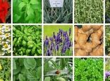 کشت بیش از ۶۰ گونه از ۸۰ گونه گیاهان دارویی در اصفهان  