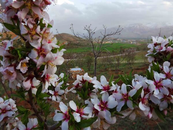 خطر سرمازدگی شکوفه‌های بادام شهرستان سامان