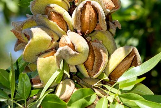 برداشت میوه بادام و گردو در فارس