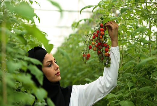 پرورش گیاهان خاص در کمبود آب