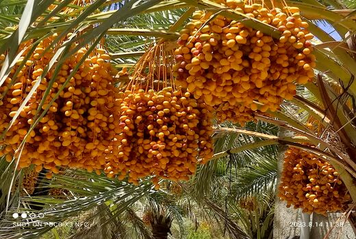 خارک و رطب جویم فارس در بازار