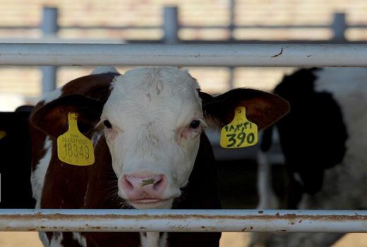 لزوم پلاک‌کوبی دام برای دریافت نهاده دامی 