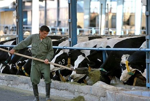 زمینه اشتغال بیش از 2هزار نفر در بخش دامپروری چهارمحال و بختیاری فراهم می‌شود 