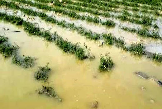 خسارت ۱۴۰۰ میلیارد ریالی به بخش کشاورزی