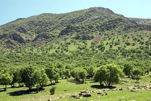 اجرای طرح جنگلکاری اقتصادی در اراضی چهارمحال و بختیاری