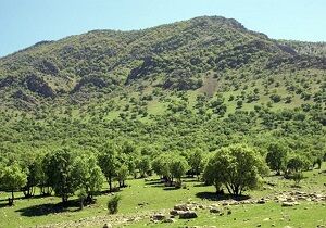 اجرای طرح جنگلکاری اقتصادی در اراضی چهارمحال و بختیاری
