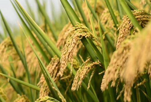 گردش مالی 20 هزار میلیارد تومانی برنج در مازندران