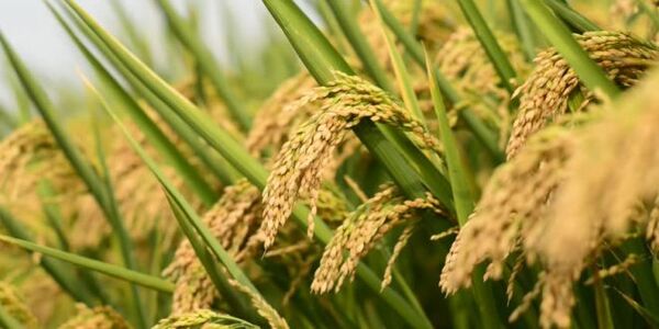 گردش مالی 20 هزار میلیارد تومانی برنج در مازندران