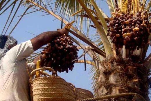 برداشت خرما از نخیلات دشتستان آغاز شد