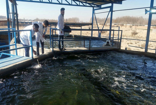 پرورش ماهیان خاویاری گامی مهم در کرمان است