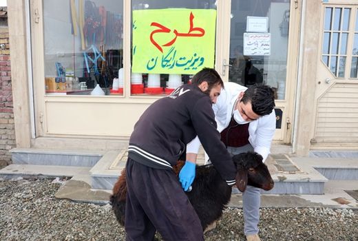 ارائه خدمات بهداشتی درمانی دامپزشکی رایگان توسط 60 اکیپ دولتی و غیر دولتی